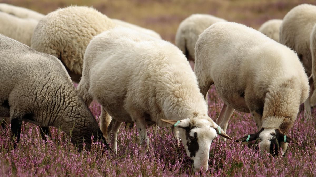Schafe beweiden eine Fläche mit rosa blühenden Pflanzen.