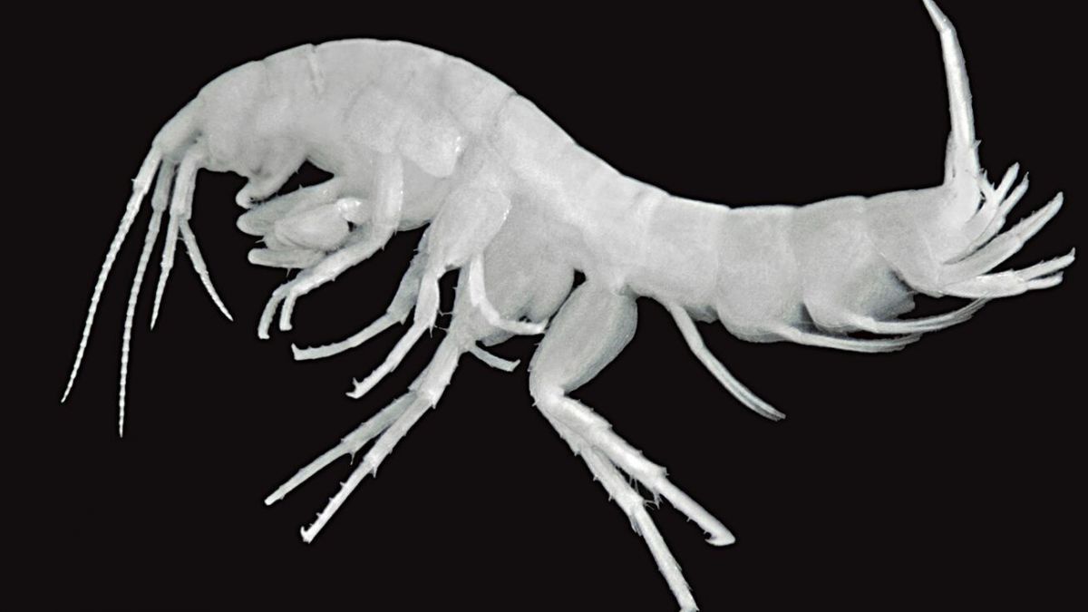 Salzburger Höhlenflohkrebs in der Nahaufnahme