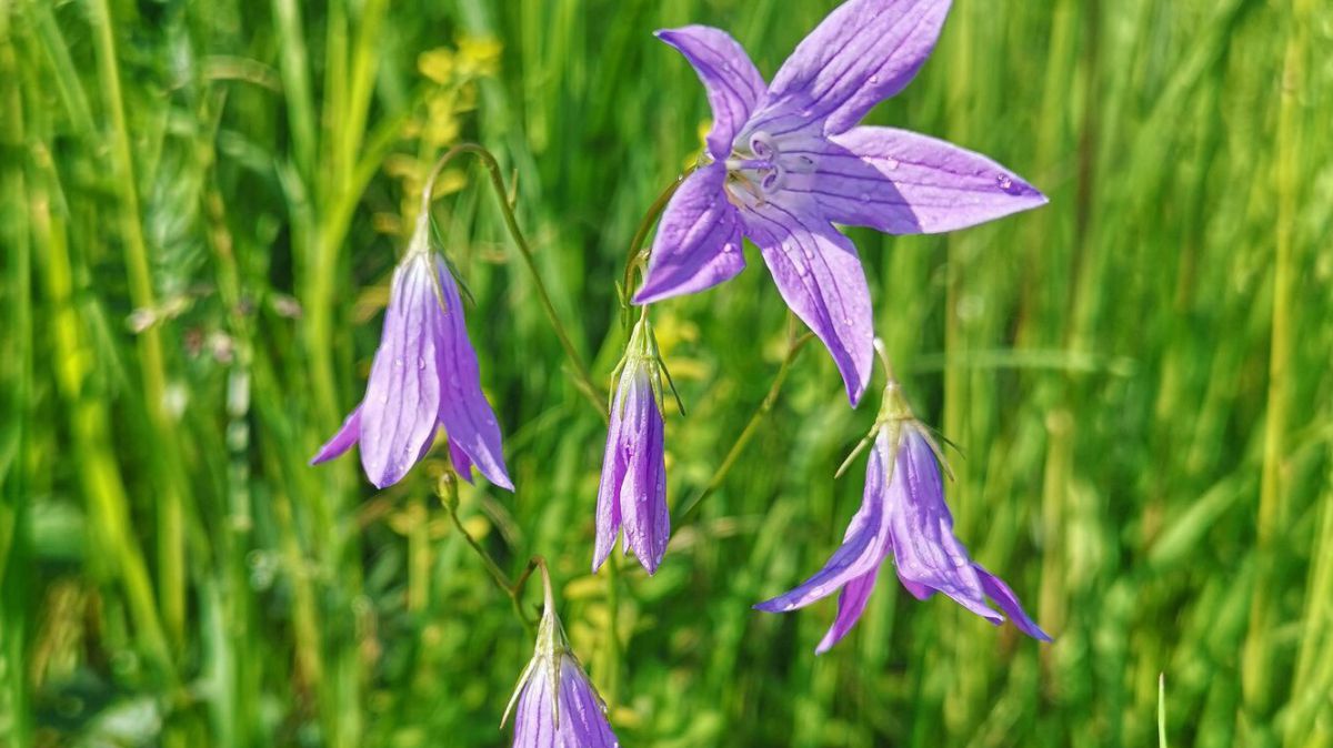 Der Blüten einer Wiesen-Glockenblume sind in der näheren Aufnahme zu sehen, im Hintergrund erkennt man eine grüne Wiese