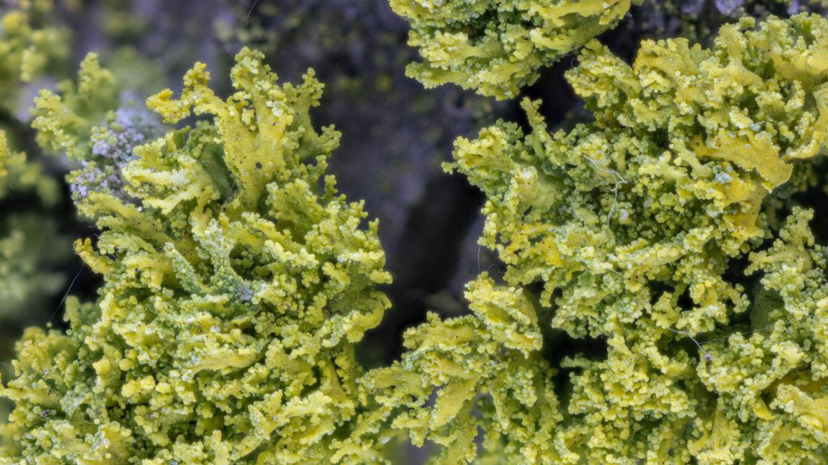 Pazifische Leuchteralge ist auf gräulichem Substrat zu sehen.