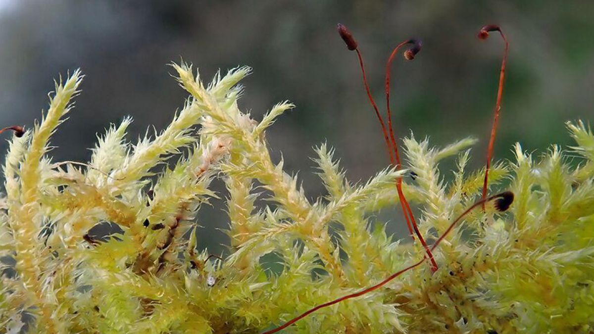 Mecklenburgisches Schnabeldeckelmoos in einer Nahaufnahme