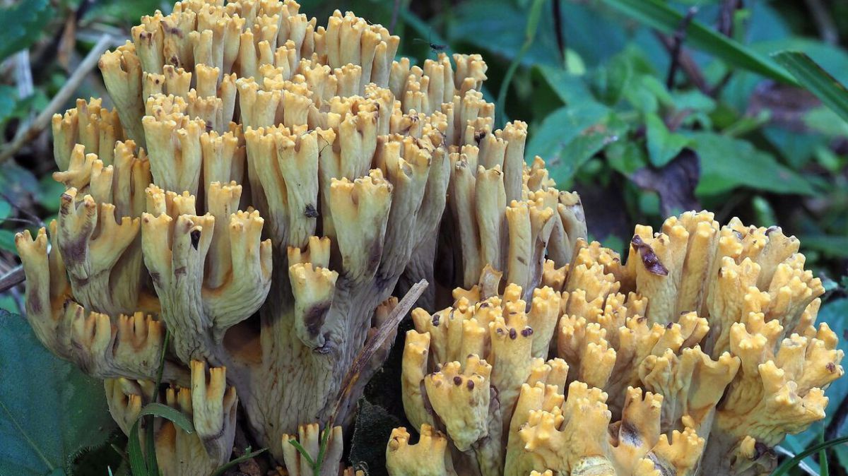 Zweisporige Stachelspor-Koralle auf krautigem Substrat