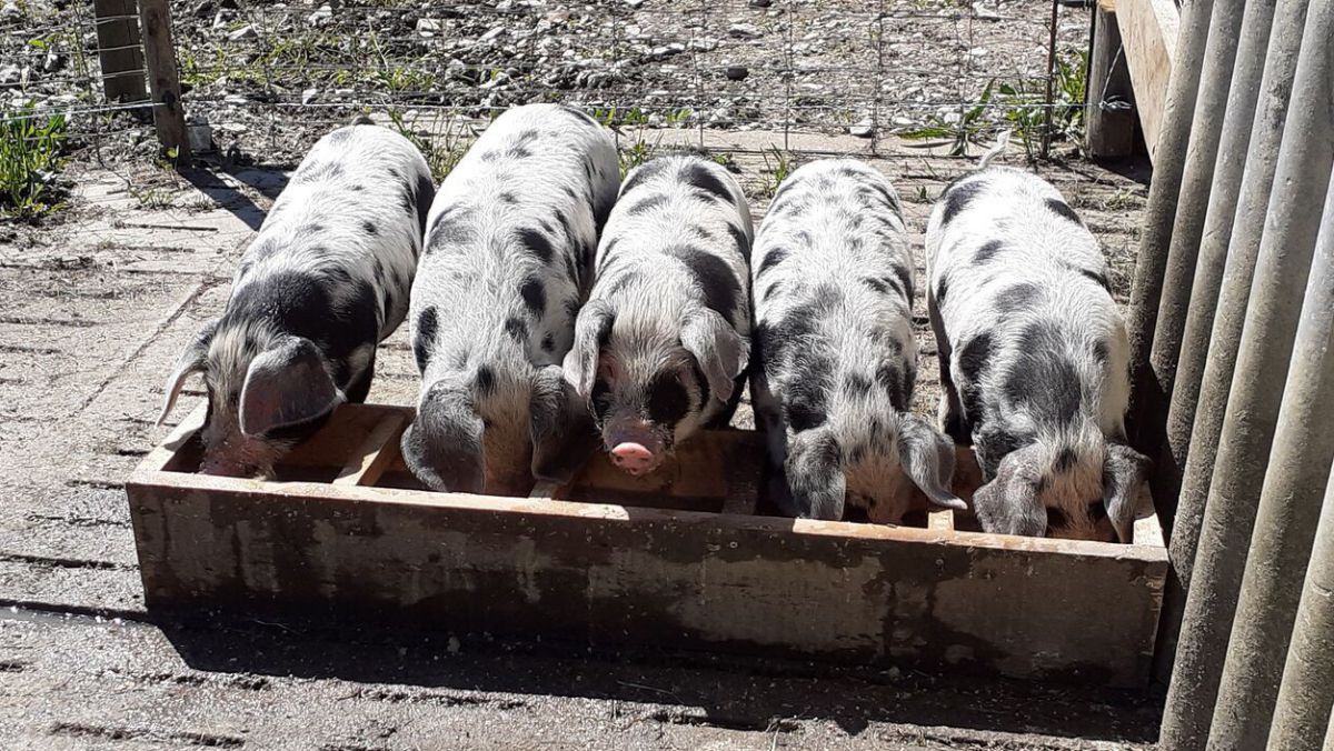 Fünf Turpolje-Ferkel stehen in einem Trog