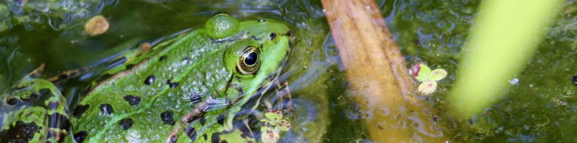 Frosch im Gartenteich