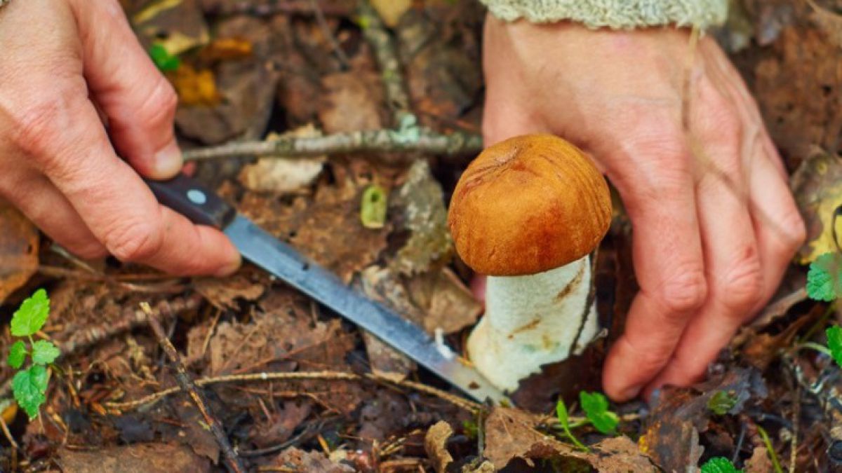 Ist Das Sammeln Von Pilzen Im Wald Erlaubt Naturland No