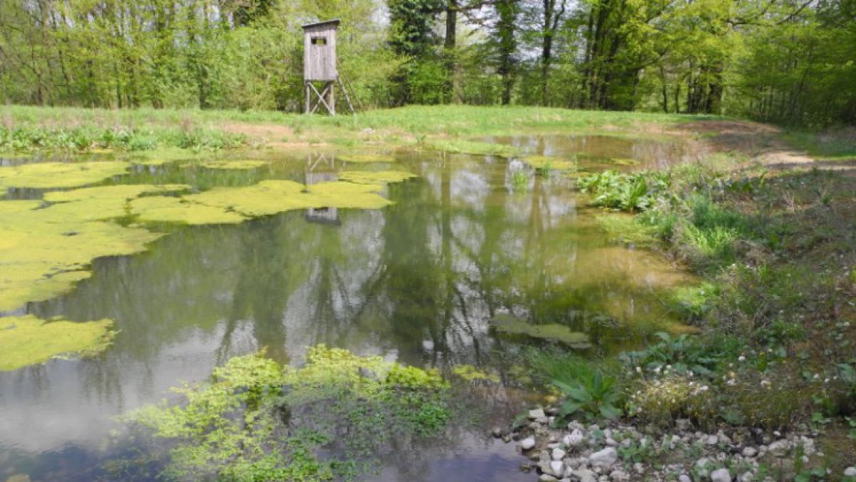 HatschekTeich_Werner_Weissmair.JPG