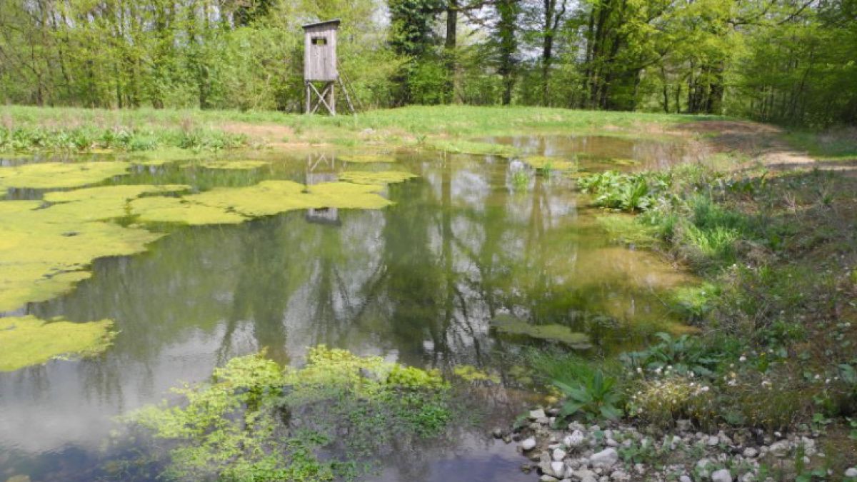 HatschekTeich_Werner_Weissmair.JPG
