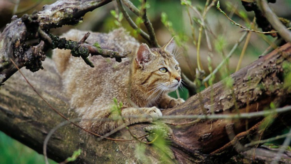 Wildkatze_Thomas_Stephan_OEBF_3
