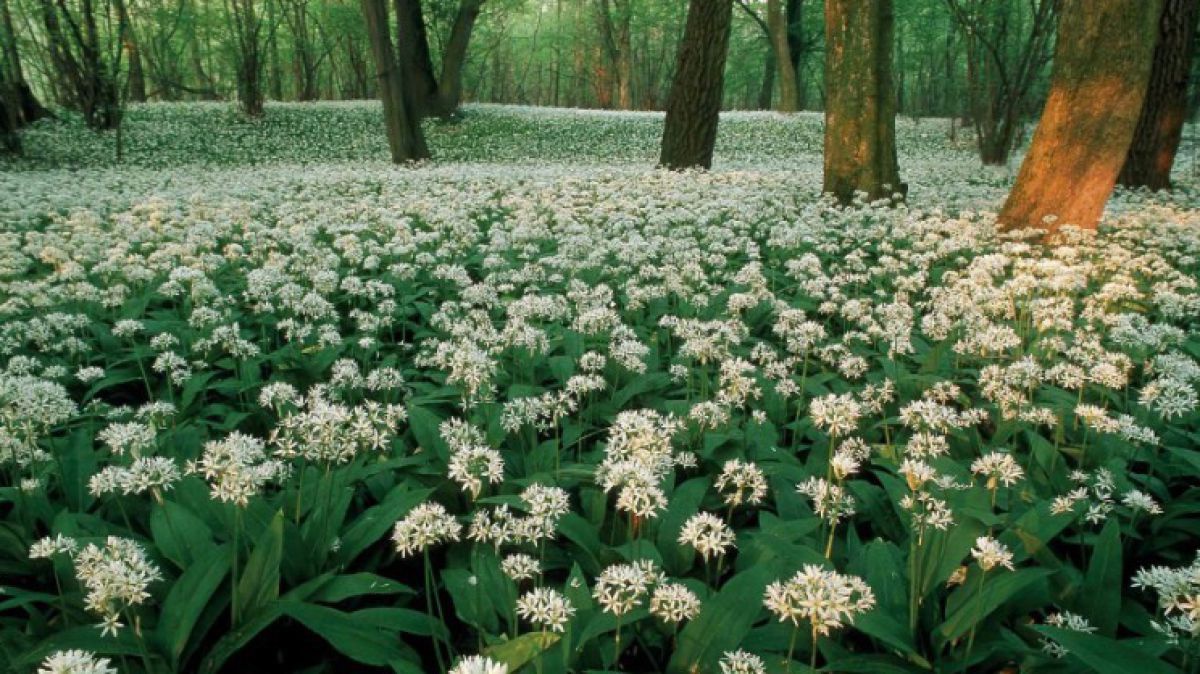 Blühender Bärlauch im Wald