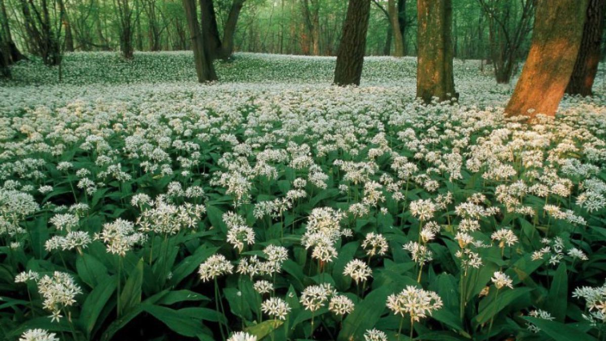 Blühender Bärlauch im Wald