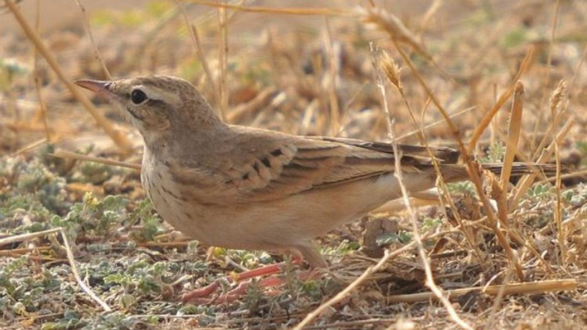 Anthus_campestris-3