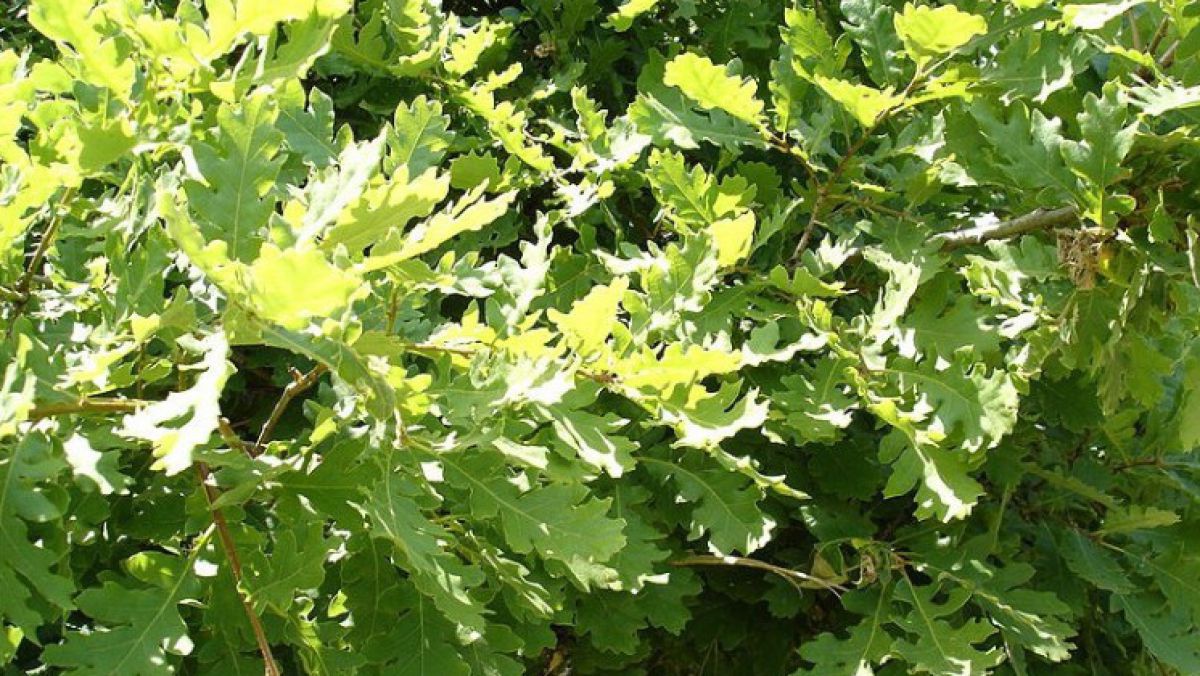 Flaumeiche
