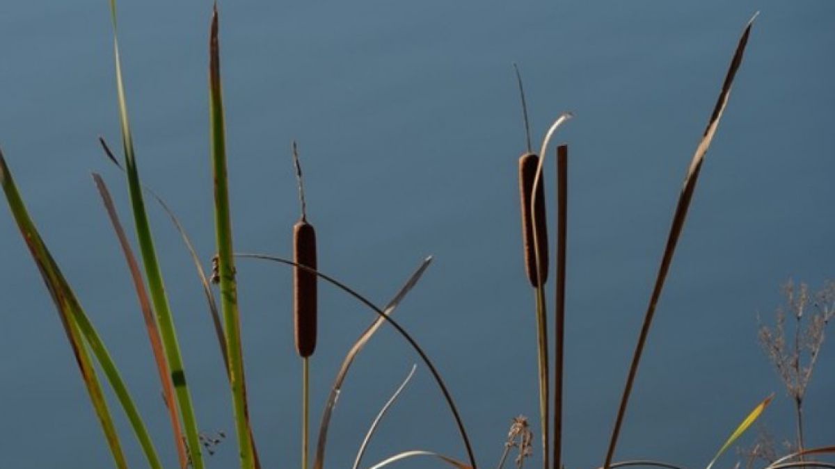 Moosburg_Mitterteich_Rohrkolben