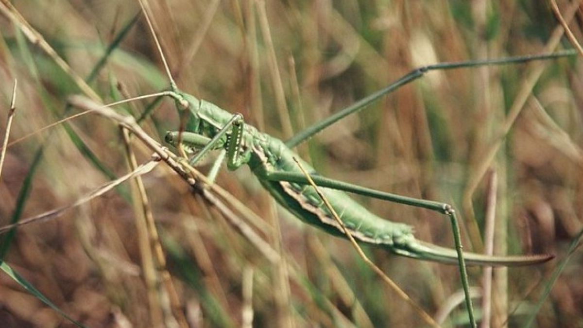 Saegeschrecke