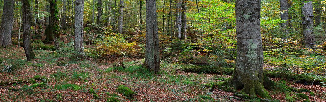 Wildnisgebiet Dürrenstein