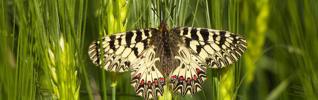 Osterluzeifalter am Rindfleischberg