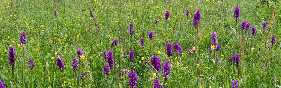 Artenreiche Blumenwiese