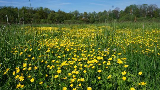 Wanderung Lainsitzniederung am 24. Mai 2019 