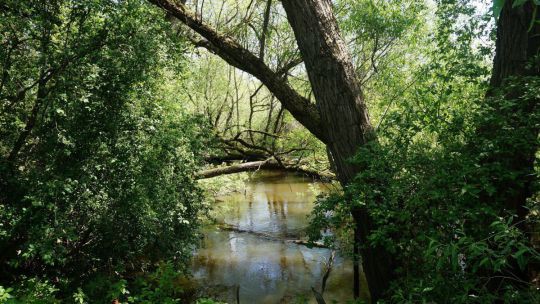 Wanderung Lainsitzniederung am 24. Mai 2019 