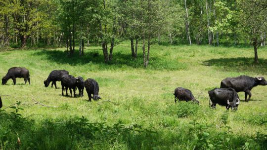 Wanderung Lainsitzniederung am 24. Mai 2019 