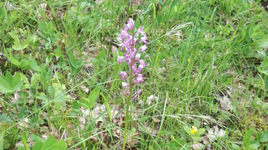 Wanderung Rindfleischberg am 24. Mai 2019