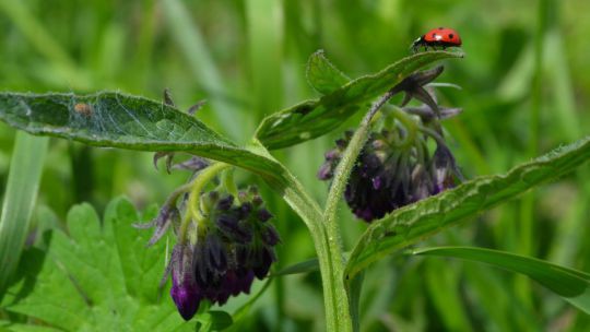 Wanderung Doislau am 24. Mai 2019