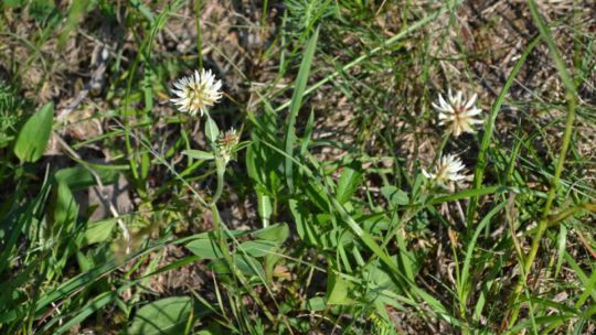 Wanderung Doislau am 24. Mai 2019