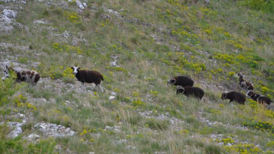 Wanderung Braunsberg am 24. Mai 2019