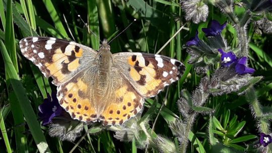 Wanderung in den March-Thaya-Auen am 24. Mai 2019