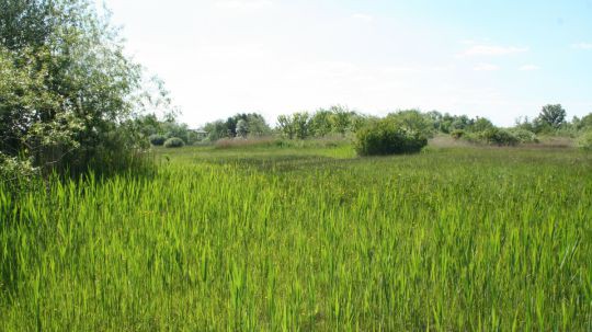 Wanderung Moosbrunn am 24. Mai 2019