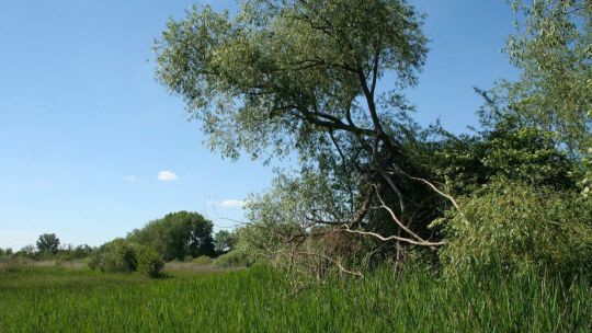 Wanderung Moosbrunn 24. Mai 2019