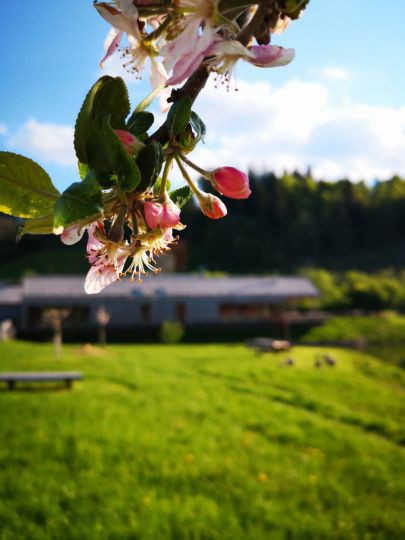 Wanderung Ötscher-Tormäuer 24. Mai 2019