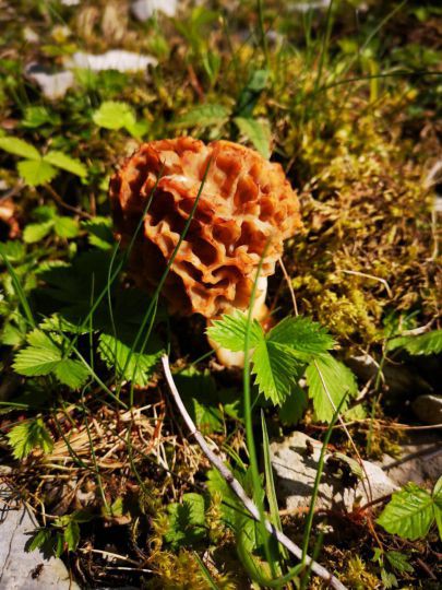 Wanderung Ötscher-Tormäuer 24. Mai 2019