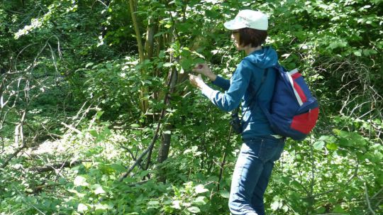 Wanderung Stockerau am 24. Mai 2019