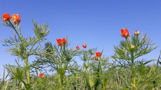 Wanderung Galgenberg am 24. Mai 2019