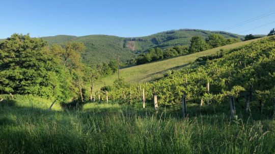 Wanderung Klosterneuburg am 24. Mai 2019