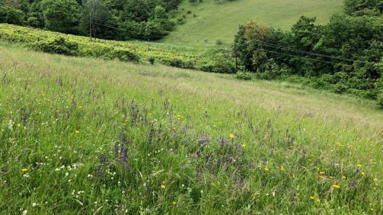 Wanderung Klosterneuburg am 24. Mai 2019 