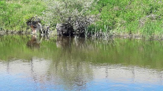 Wanderungen zu den NÖ Naturschätzen 2021 - Rabensburg