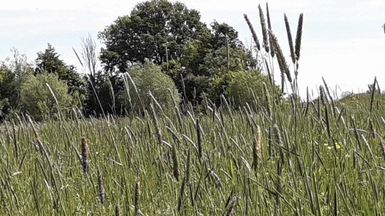 Wanderungen zu den NÖ Naturschätzen 2021 - Rabensburg