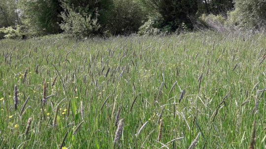 Wanderungen zu den NÖ Naturschätzen 2021 - Rabensburg