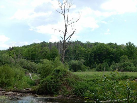 altenburg-c-robert-kraner-14