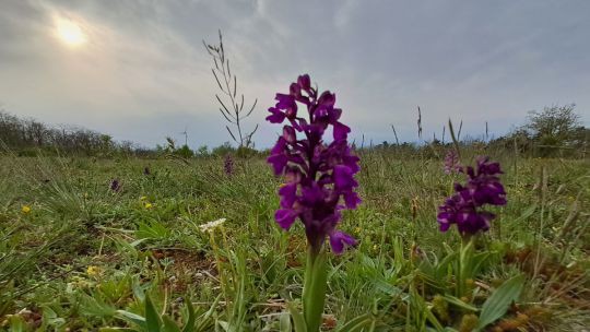 Orchideen-Monitoring in Obersiebenbrunn