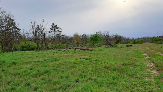 Orchideen-Monitoring in Obersiebenbrunn