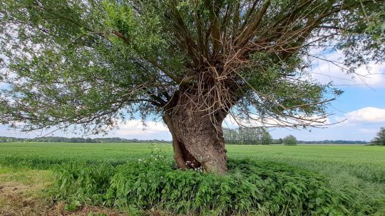 alte Korbweide steht in einem Feld