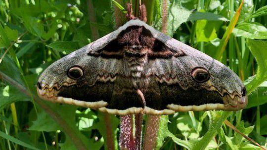 Wiener Nachtpfauenauge (Schmetterling) sitzt auf einer Pflanze