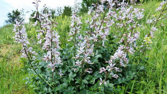 eine buschige Pflanze mit weißbläulichen Blüten in einer Wiese