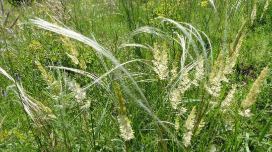 Grashalme auf einer Wiese