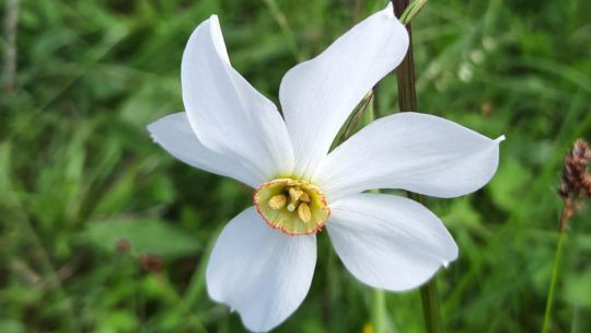 Narzissenblüte