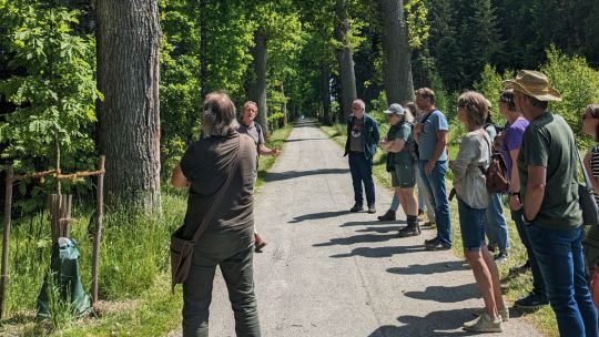 Menschen stehen auf einer Straße mit großen Pappeln