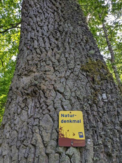 Baum mit einer Tafel mit der Aufschrift Naturdenkmal
